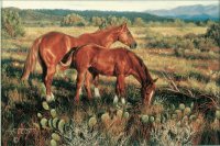 caballos