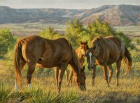 caballos