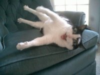 Gatinho maluco