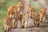 lionfamily