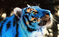 blue tiger