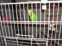 BirdBrain