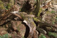 ROTTEN WOOD