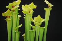 BLOOMS