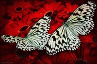 NATURALEZA