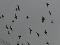 Palomas mensajeras