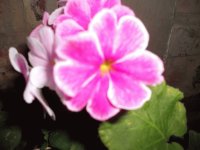 flor