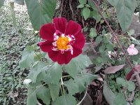 Dalia