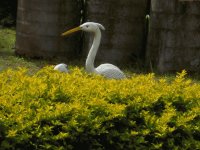 Garzas