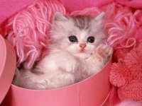 kitty cat