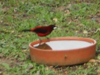 Cardenal