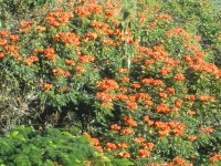 Tulipán