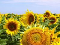 girasol
