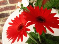 Gerbera
