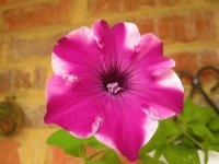 Flor