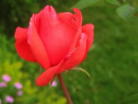 Rosa