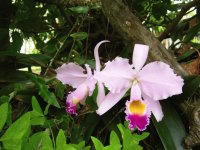 Orquídeas
