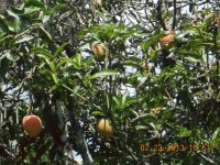 Mangos