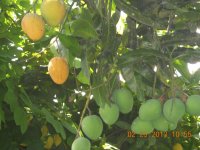 Mangos