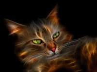 gatos