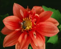 ANT AND BEE DECK