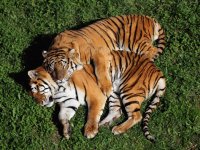 Tigers snugging