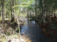 Little brook in the woods