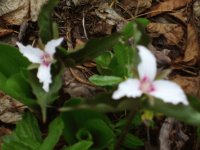Flowers in the woods