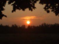 August misty sunrise in bkyrd