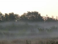 Misty morning just at sunrise