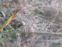 Spider web in dawn's dew