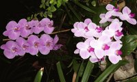orquideas