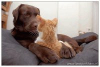 Amigos