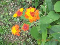 flores silvestres