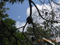 Arbol de guanábana