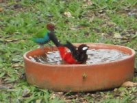 Pajaritos