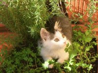 Fufi il mio gatto