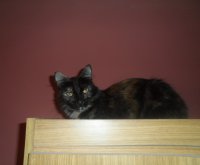 FIONA