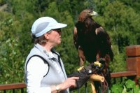 eagle at Mckinley lodge