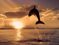 dolphin