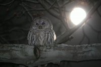 owl