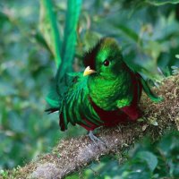 Quetzal