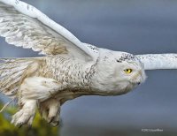 Snowy Owl