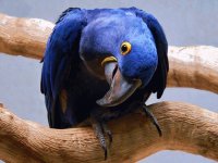 Hyacinth Macaw