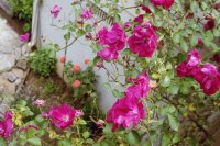 Springtime Roses