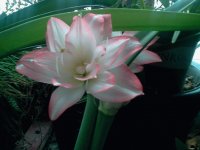 Orchid
