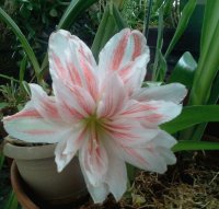 orchid
