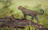 Leopardo