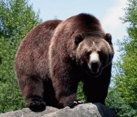 Grizzlybjörn