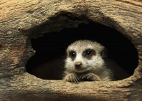MEERCAT